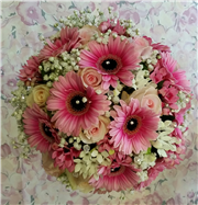 gerbera and gyp compact 