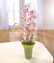 Eileen Jenkins Cut Stem Of Cymbidium Orchid